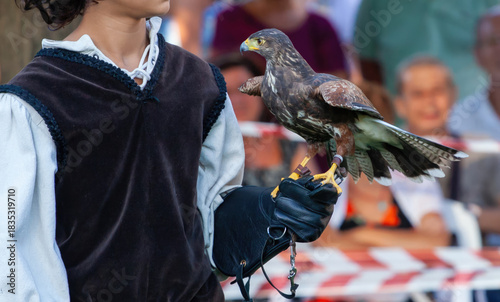 Photos Falconer holding a hawk on a gloved hand during a falconry display