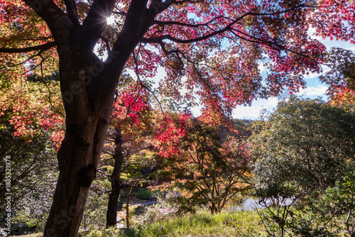 初秋の晴れた日の公園　滋賀県大津市びわこ文化公園