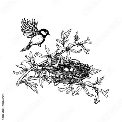 Vector flying tit and nest with eggs among blooming forsythia line art black ink sketch. Monochrome bird approaching its nest on plant branch etching drawing. Spring composition for coloring book