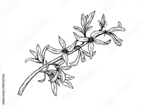 Spring forsythia branch in blossom line art black ink sketch. Monochrome first blooming bush flowers vector isolated illustration. Floral element for poster, greeting card, wedding invitation