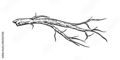 Vector dried leafless tree branch isolated illustration painted by black inks. Concepts of nature, the changing seasons, dormancy, the eco life cycle. Hand drawn natural element for symbolic design