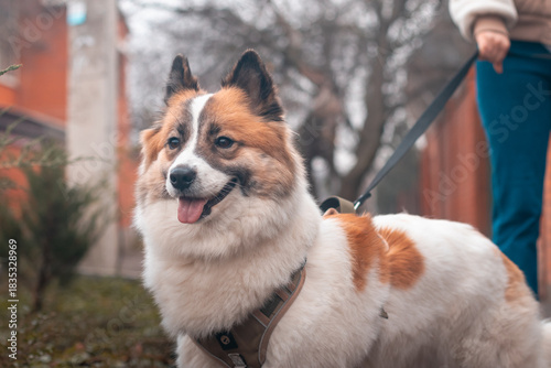 A Samoyed dog on a leash during the walk with his owner