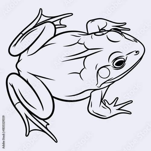 Western toad amphibian wildlife illustration banner
