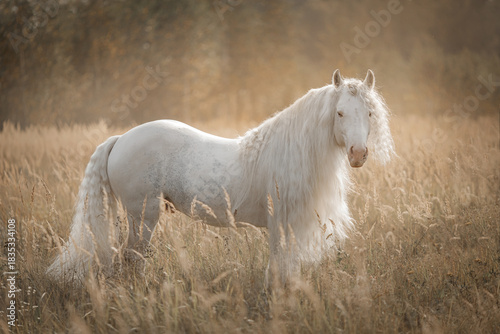 Photos Beautiful white tinker horse with long mane standing in a golden field during sunset
