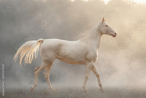 Fotografie Elegant cream-colored Akhal-Teke horse standing in a sunlit field with a dreamy,