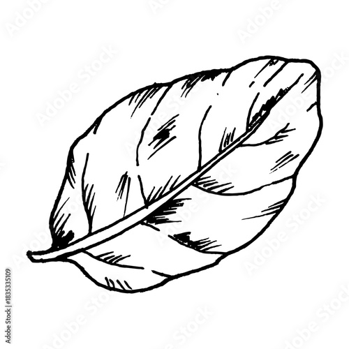 Black and white vector illustration of a basil leaf with visible veins and smooth curves. Precise line art fits herb, salad themes, pasta dishes, aromatic cuisine graphics and pizza topping concepts