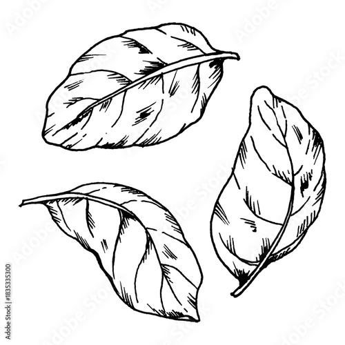 Vector illustration of basil leaves with soft curves and branching veins. The clear line work makes it suitable for herb collections, salad themes, aroma-focused graphics, Mediterranean cooking ideas