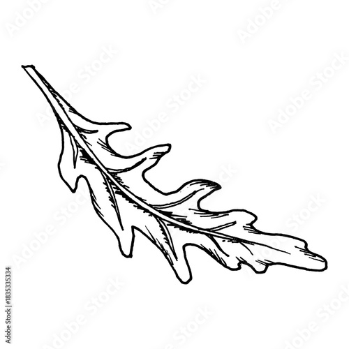 Vector illustration of a single arugula leaf with narrow lobes and detailed veins. Clear line work makes it suitable for herb sets, salad themes, fresh food graphics and various cooking concepts.