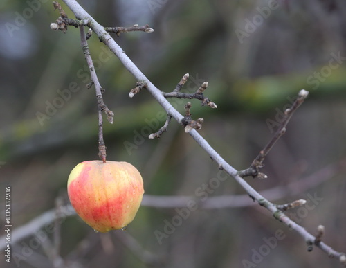 A lonely apple hangs on a bare apple tree branch