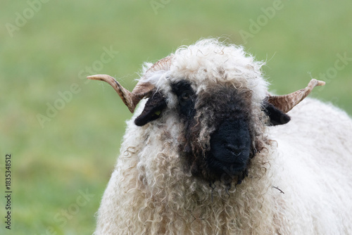 The head of a black nose sheep. Walliser schwarznase sheep.	Close up and right from the front.