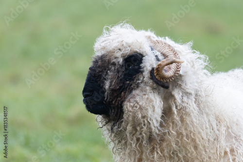 The head of a black nose sheep seen from the side.Walliser schwarznase sheep.	Close up and right from the side.