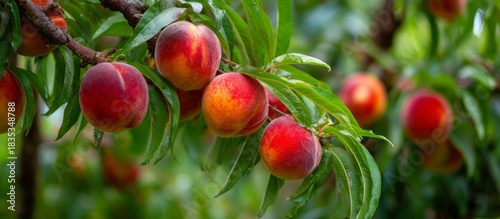 Ripe peaches hanging on branch in orchard, ready for harvest