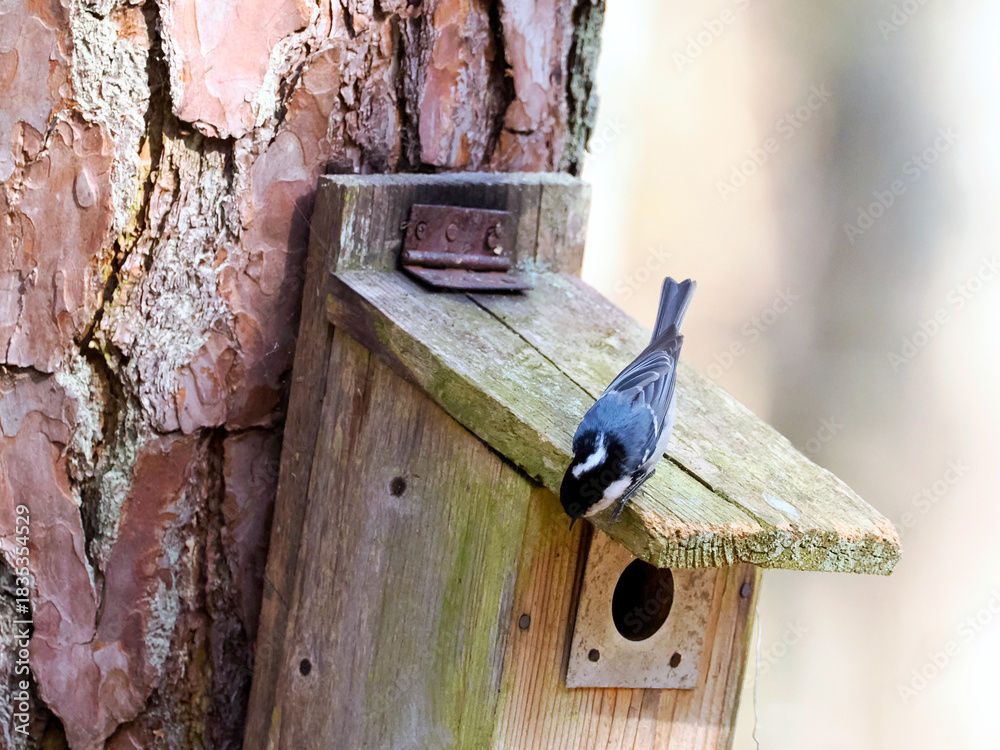 Obraz premium Zbliża się wiosna. Sikora sosnówka (Periparus ater) wybiera budki lęgowe udostępniane przez leśników. Sikora sosnówka (Periparus ater) to mały, aktywny ptak, który chętnie wybiera budki lęgowe w lasac