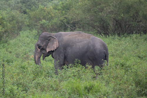Indian Elephant at Kaziranga, India