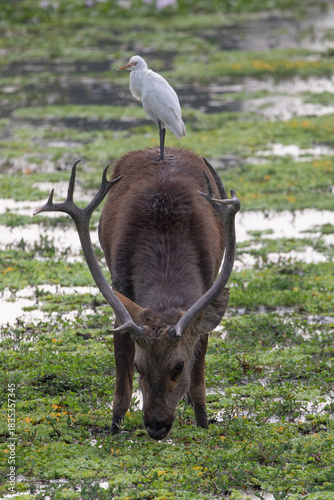Deer and Cattle Egret