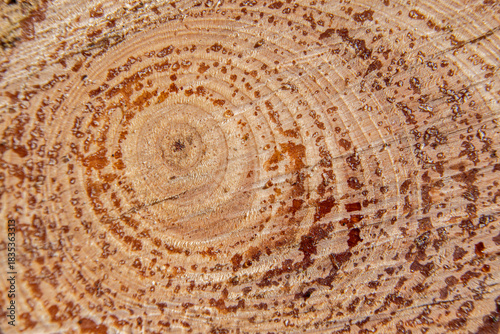 Macro photograph of the cross section of a tree trunk with visible growth rings and resin drops, highlighting the natural texture of the wood and organic patterns.