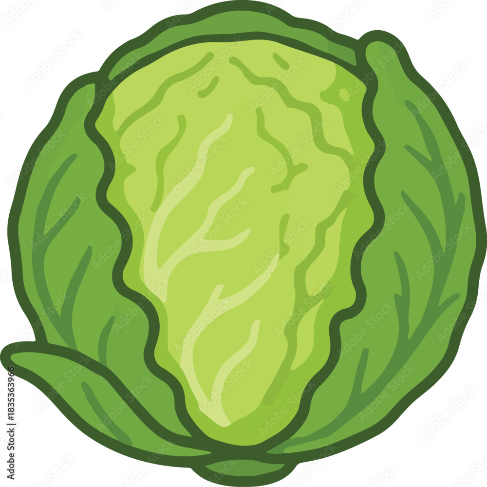 Obraz premium Green Cabbage Vegetable Illustration Keywords: cabbage, green, vegetable, food, fresh, healthy