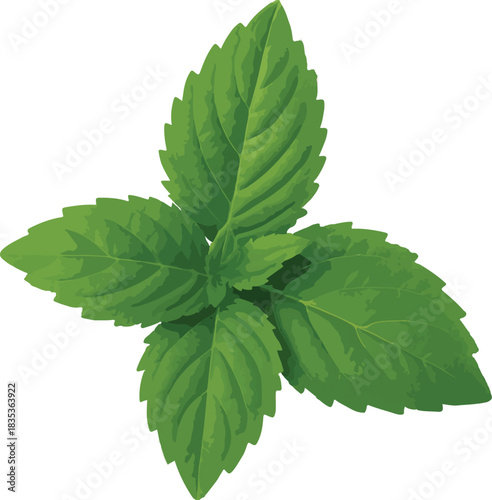 Fresh Mint Leaves on White Background herb green