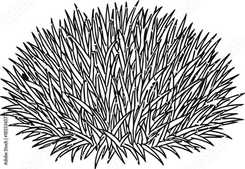 Grass plant bush garden nature lawn outdoor landscaping foliage growth weed