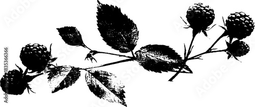 Delicate stencil illustration of berry stalks in black for nature-themed design