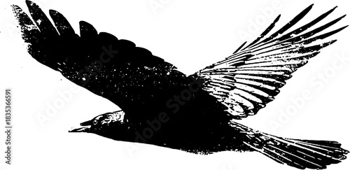 Black and white bird wing silhouette with stencil effect for creative designs