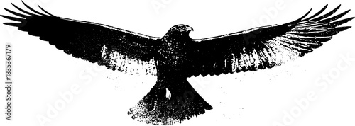 Black and white hawk silhouette stencil illustration for urban art and design