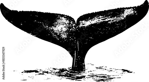 Black and white whale tail stencil illustration for creative design projects
