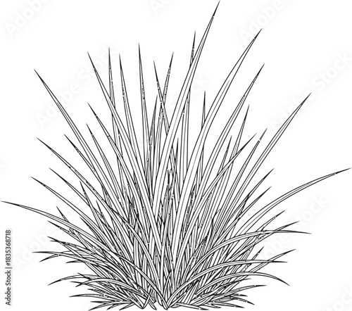 Grass plant nature garden lawn field growth summer spring green botany flora