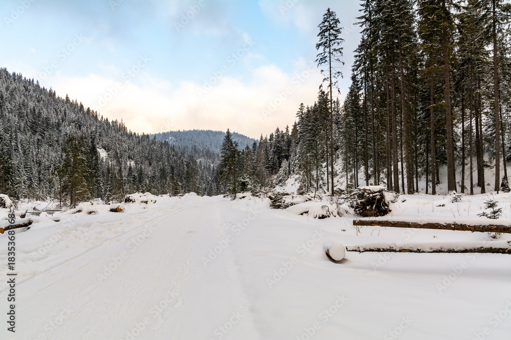 Fototapeta premium Empty Winter Mountain Trail Surrounded By Forest. White Landscape Environment And Winter Holidays Concept