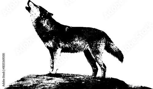 Black and white stencil of a lone wolf howling on a rock - wilderness concept
