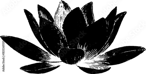 Black and white stencil lotus flower illustration for posters and decor