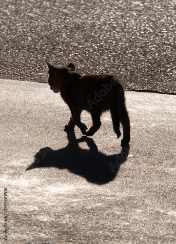 Quadro em tela A stray cat sits against the sun and casts a beautiful shadow