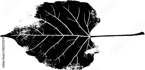 Black and white stencil illustration of scientific leaf design for botanical study