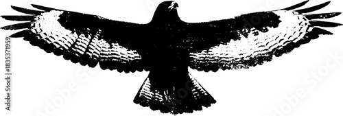 Soaring hawk silhouette stencil art in black and white for urban design concepts