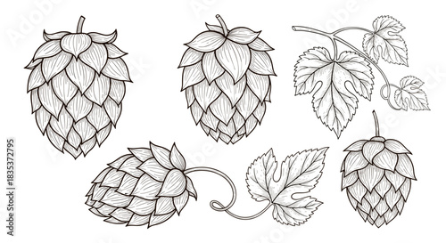 Detailed vintage hand-drawn illustrations of hop cones and leaves, essential ingredients commonly used in brewing beer and beverages.