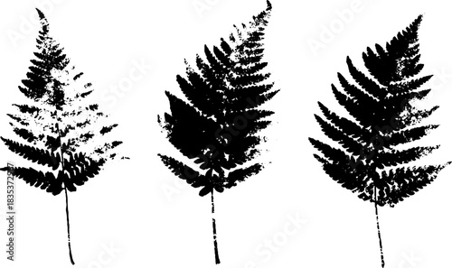 Abstract black and white stencil of curling ferns for poster or print design