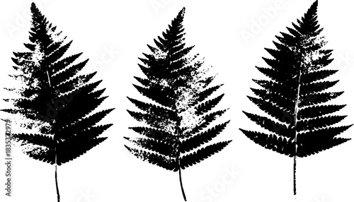 Abstract black and white fern pattern for urban art designs