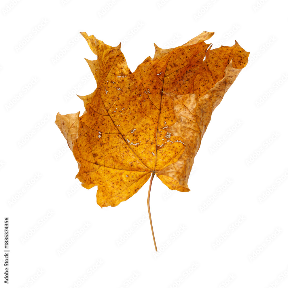 Obraz premium Autumn Maple Leaf Isolated on Transparent Background – Yellow and Orange Fall Foliage Close-Up