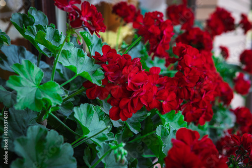 red and yellow flowers