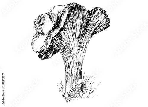  vector sketch of a chanterelle. Scalable ink drawing for logo design, icons, and detailed graphic illustration projects.