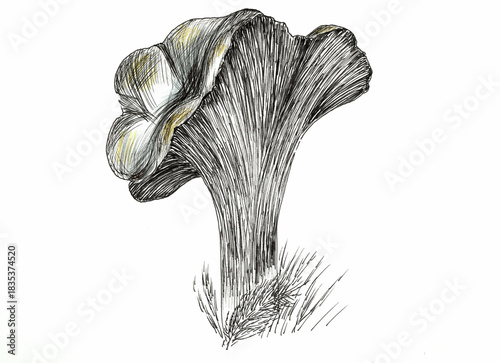 Quadro em tela Detailed vintage hand-drawn sketch of a chanterelle mushroom