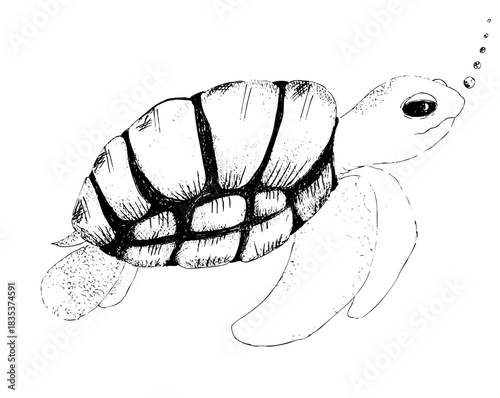 Detailed vintage hand-drawn sketch of a swimming sea turtle. Ink line art illustration of a reptile, perfect for nature and conservation themes.