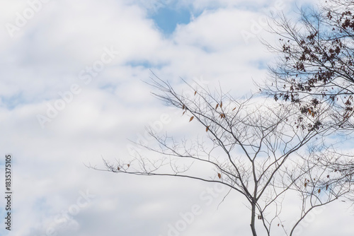 初冬の枯れ枝と曇り空