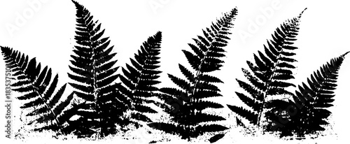 Black and white stencil illustration of broad forest fern fan for nature-inspired designs