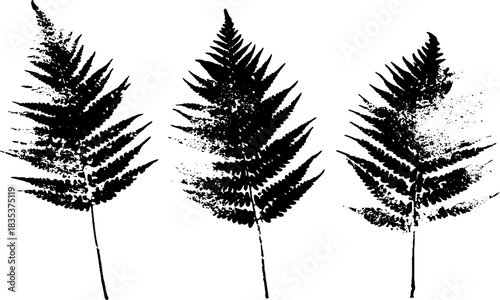 Black and white stencil art of broad forest fern trio for nature design
