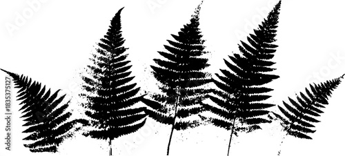 Black and white stencil illustration of broad forest fern fans for artistic designs