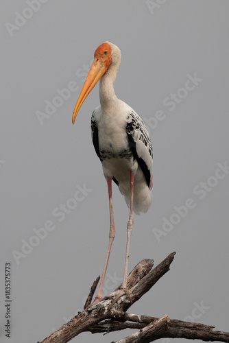 Painted Stork at Keoladeo National Park, India