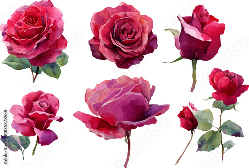 set of roses isolated on white