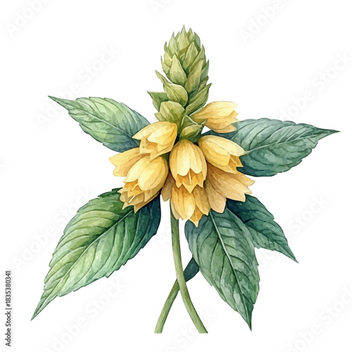 Yellow Archangel Flower, playful watercolor vector depicting lively antics and expressive gestures, isolated on a white background.