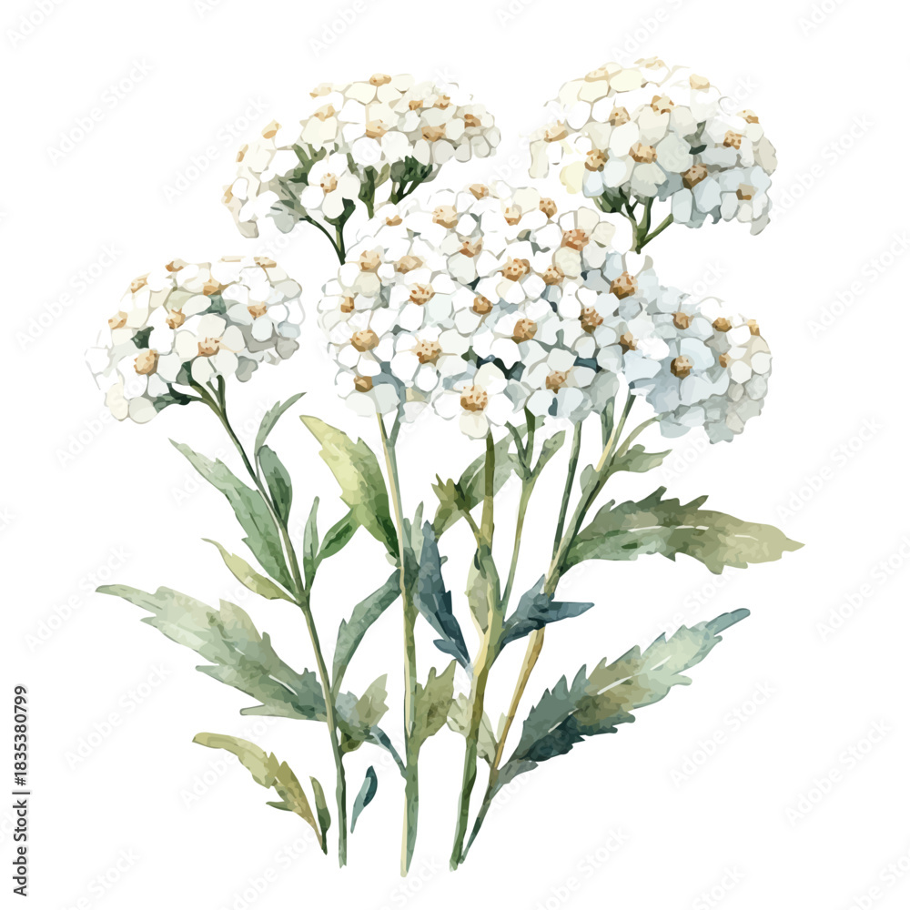 Fototapeta premium Yarrow Flower, cute watercolor illustration with intricate patterns and vibrant splashes, isolated on a white background.